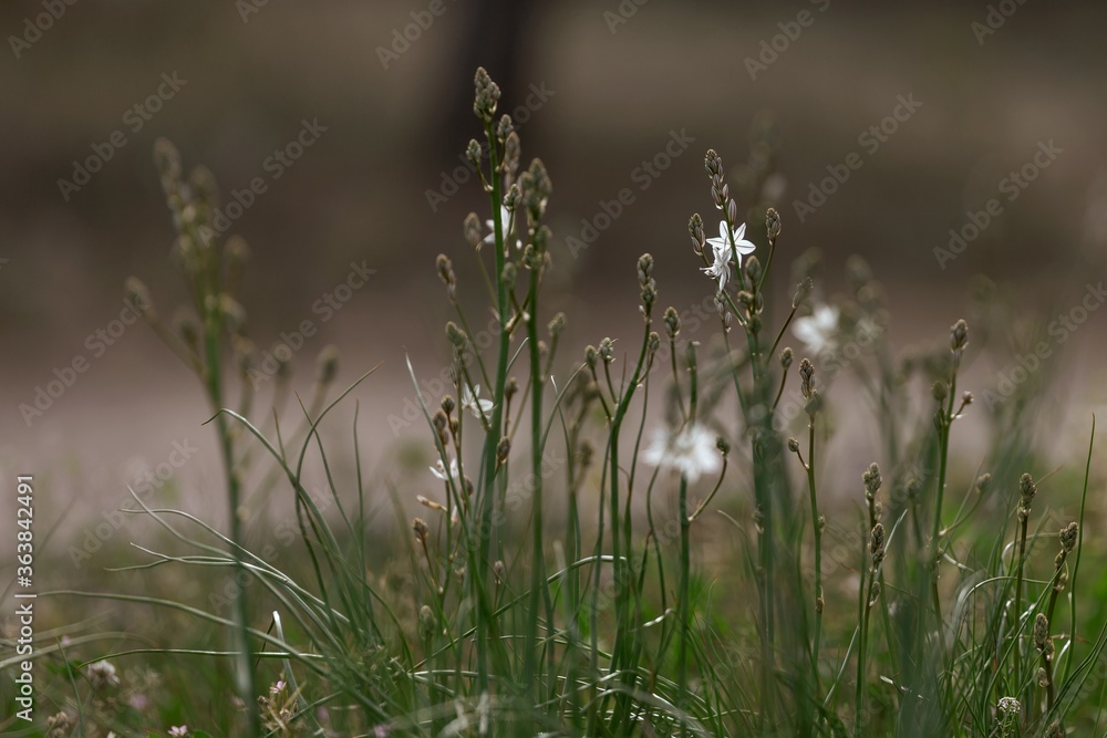 Poster Closeup shot of wild flowers in the field