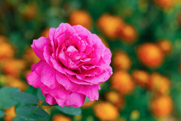 Purple large-flowered tea rose blooms in the garden in summer