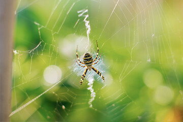 Spider argiope bruennichi on the web in the garden