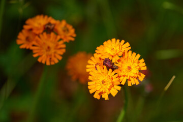 Orangerotes Habichtskraut