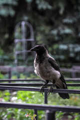 crow on the fence