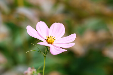 Obraz premium Pink cosmea flower close up in the summer garden