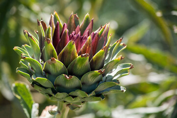 Fototapeta premium The globe artichoke