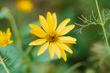 Beautiful yellow Sunny flower in a summer garden