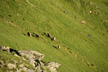 Kozice w Tatrach Zachodnich, liczenie kozic w Tatrach