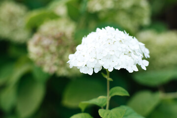 Beautiful white hydrangea flower in the summer garden © Sunshine