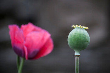 Poppy flowers and seeds