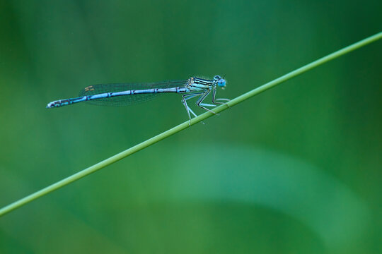M&auml;nnchen der Blauen Federlibelle (Platycnemis pennipes)