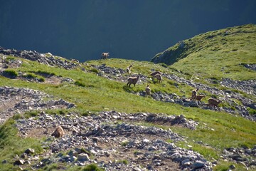 Kozice w Tatrach Zachodnich, liczenie kozic w Tatrach
