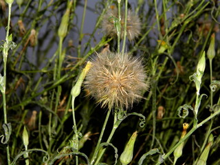 Milkweed blossoming dandelion flower on a blurred background of green plants