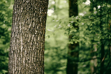tree in green forest - nature loving, fight global warming, save planet earth