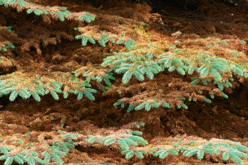 Sitka-Fichtenlaus ,Fichtenröhrenlaus oder Sitkafichtenlaus an  einer Tanne	