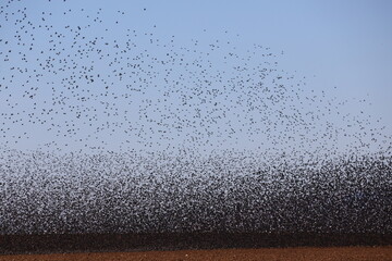 Starling birds in the Mardin Plain presented a visual feast with their dances in the sky.