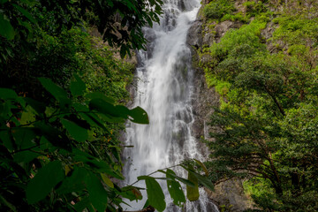 Fototapeta premium waterfall in the rainforest
