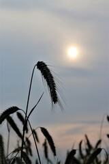 Ear of rye in front of evening sky with sun