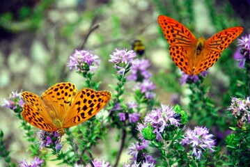 Endemic butterflies in Samoniva village located in Thesprotia prefecture of Epirus region in Greece.