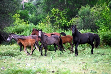 Endemic wild horses in Souli village located in Thesprotia prefecture of Epirus region in Greece.