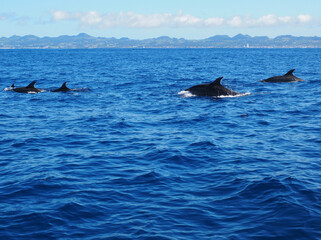 Fototapeta premium Delfines nadando en libertad en el Océano Atlantico frente a la isla de san Miguel en el archipiélago portugues de Las azores