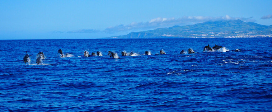Delfines nadando en libertad en el Oc&eacute;ano Atlantico frente a la isla de san Miguel en el archipi&eacute;lago portugues de Las azores