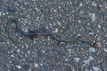 Überfahrene  Ringelnatter (Natrix natrix) auf einer Straße