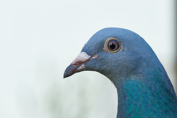 Portrait einer Brieftaube