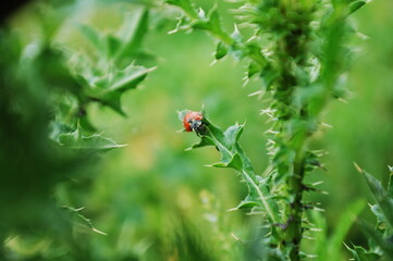 A little ladybug around green travels around a thorn