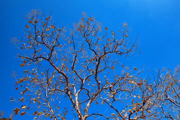 Dry Tree with blue sky, nature background.