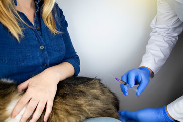 The veterinarian makes an injection intramuscularly to the Norwegian forest cat, who is sitting in the arms of the mistress. The concept of vaccination, treatment or sterilization of a pet