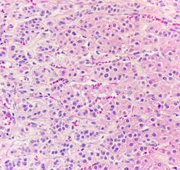 Photo of normal adrenal cortex, magnification 400x