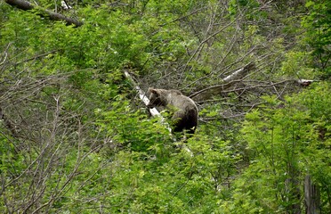 Niedźwiedź w Tatrach Zachodnich na zboczu góry