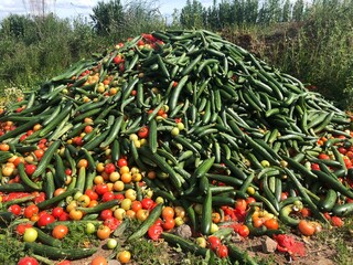 tomatoes in the garden