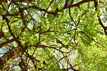 Fototapeta na wymiar Fresh green and yellow leaves in the spring against blue sky.