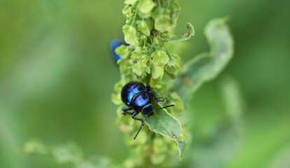 Escarabajo
