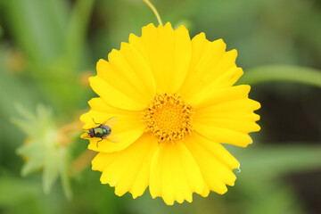 La mosca