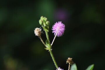 bee on a thistle