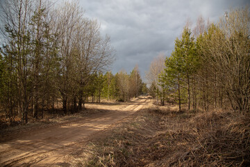 Obraz premium The road in the forest
