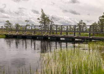 a wooden construction walking bridge in the middle of the swamp. View of the beautiful nature in the swamp - a pond, conifers, moss, clouds and reflections in the water., Nigula Nature Reserve