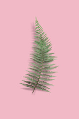 Tropical leave on light pink background. Summer Styled