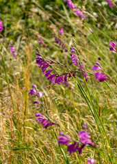 landscape with wild gladiolus (shingled Gladiolus), protected plant, Kabli, Pärnu County, Estonia