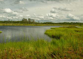 landscape from swamp, sunny summer day with bog vegetation, trees, mosses and ponds, cloudy sky