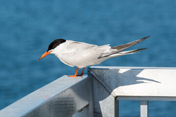 An adult foster's tern on the pier on a beautiful summer day by the Long Island Sound at Calf Pasture Beach in Norwalk, Connecticut USA
