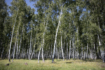 birch grove under the blue sky in summer day