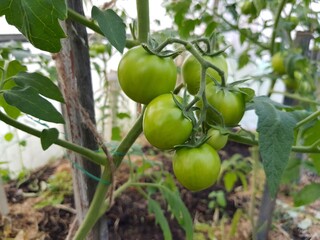 Green tomatoes on a branch