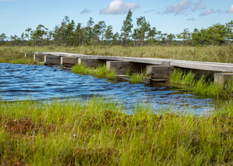 Fototapeta na wymiar summer landscape with bog background and traditional vegetation, a wooden footpath leads through the bog, Nigula bog, Estonia