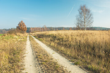 Fototapeta na wymiar Sandy road to the forest, dry grass, trees and blue sky