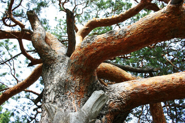 Bark on an old tree trunk