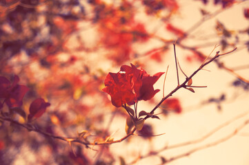 Evening Bougainvillea