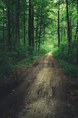 A dirt road through a green dark forest