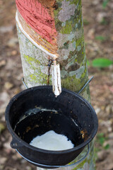 Tapping latex from a rubber tree at Thailand