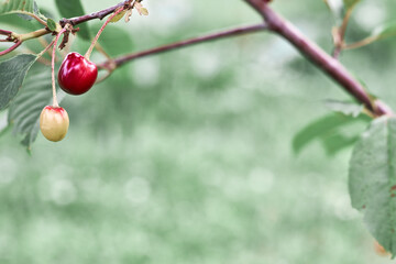 Tasty cherry on light green background, summer berry background, copy-space